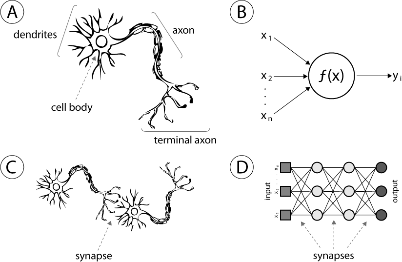 comparison between Biological and Artifical Neural Networks